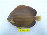 藏品(藍帶荷包魚)的圖片